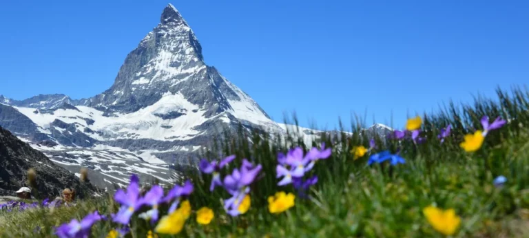swis alps and purple flowers.webp 