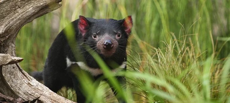 bear at Tasmania